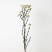 造花　ドライ　ディスプレイ　ＡＮ８０００３　ライスフラワー　＃０５２　ホワイトグリ－ン