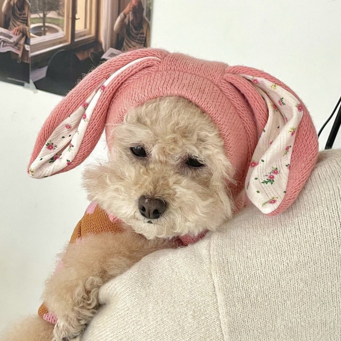 【2023秋冬新作】ペット服   小型犬服   犬用帽子　超可愛い  ドッグウエア   ペット用品   ネコ雑貨