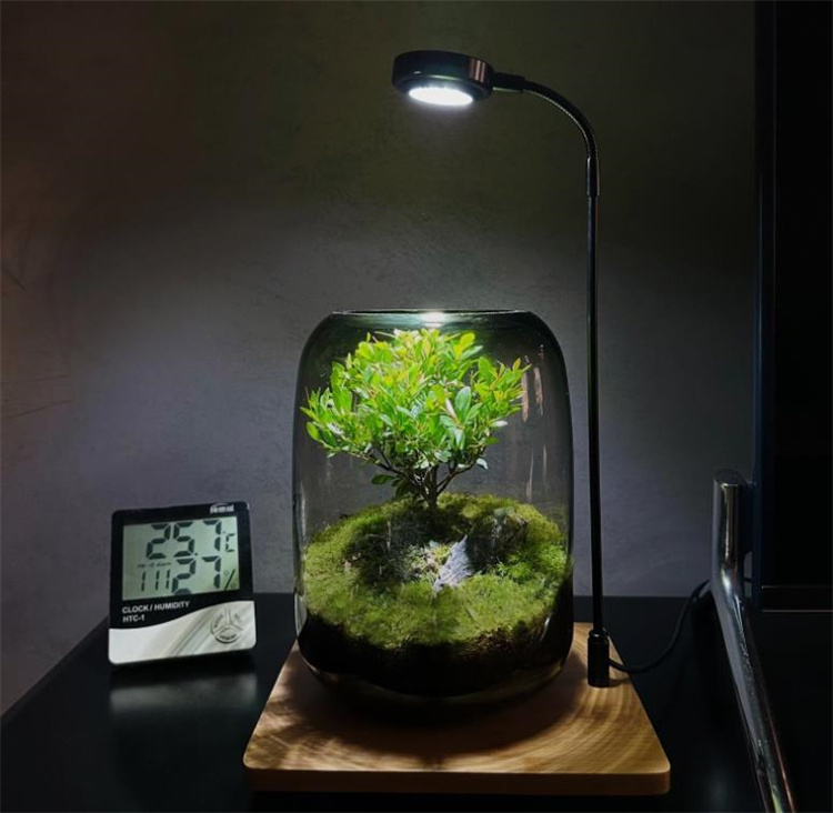 超人気ins話題 卓上置物 微景観花瓶 DIY 緑植エコボトル コケ 怠け者造景瓶 花瓶 洗練された 生命の木