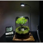 超人気ins話題 卓上置物 微景観花瓶 DIY 緑植エコボトル コケ 怠け者造景瓶 花瓶 洗練された 生命の木