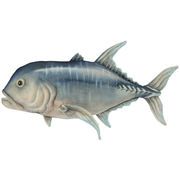【HANSA製品】ロウニンアジ 53　動物　ぬいぐるみ　リアル　アニマル