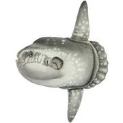 【HANSA製品】マンボウ 52　動物　ぬいぐるみ　リアル　アニマル