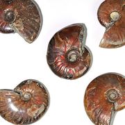 マダガスカル産 アンモナイト 化石 Ammonite 1点【ランダム発送】【FOREST 天然石 パワーストーン】