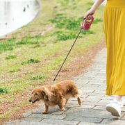 お散歩リード　5m　ピンク AXL-768BPK